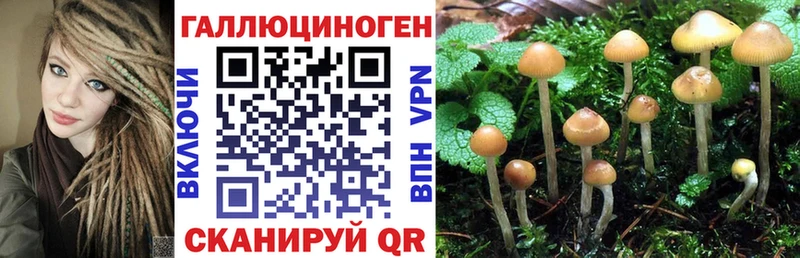 закладка  Керчь  Псилоцибиновые грибы GOLDEN TEACHER 
